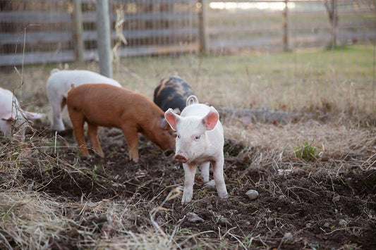 A Part of Every Sale Now Goes to Helping Animals