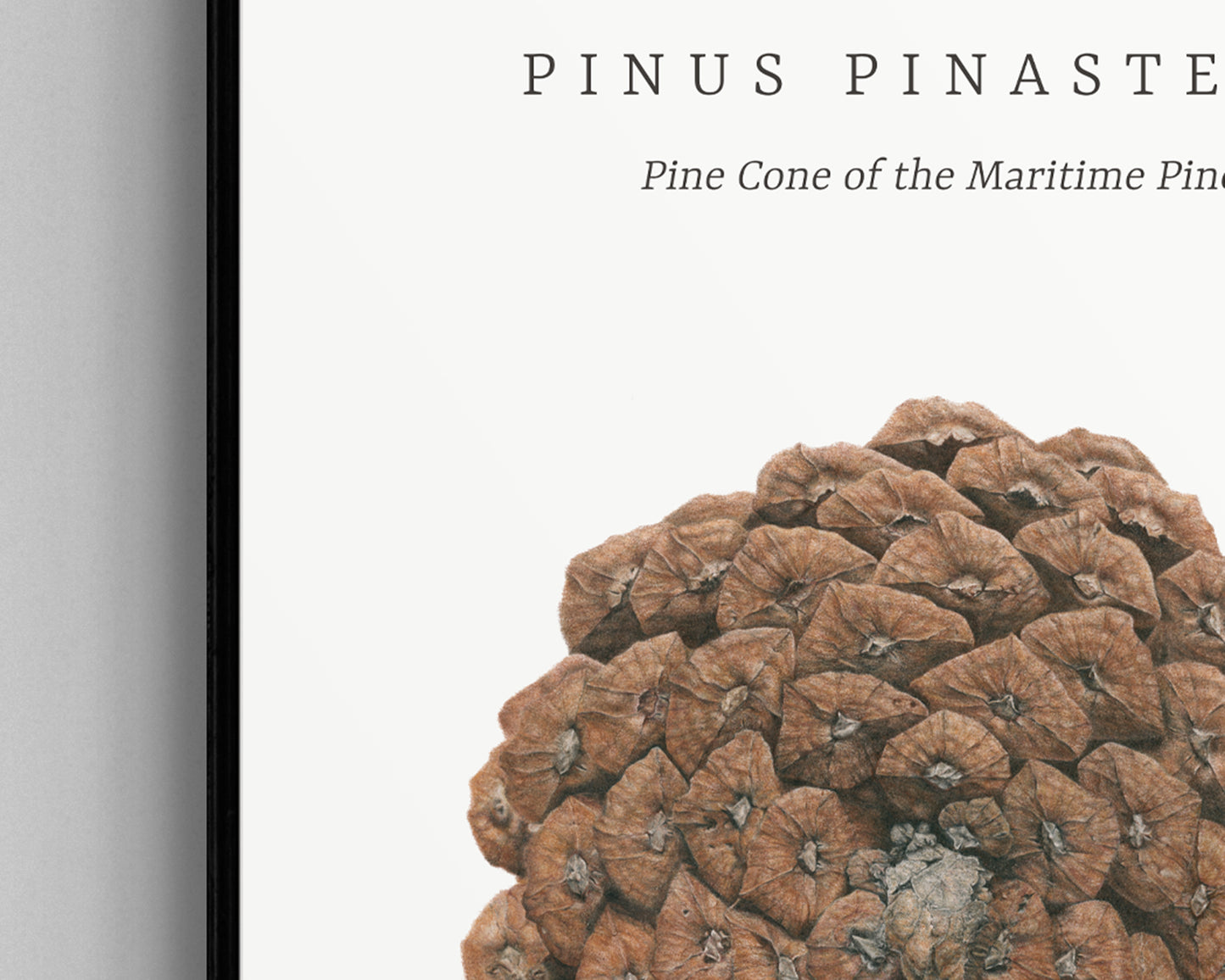 Pinus Pinaster by Selma Isfeld