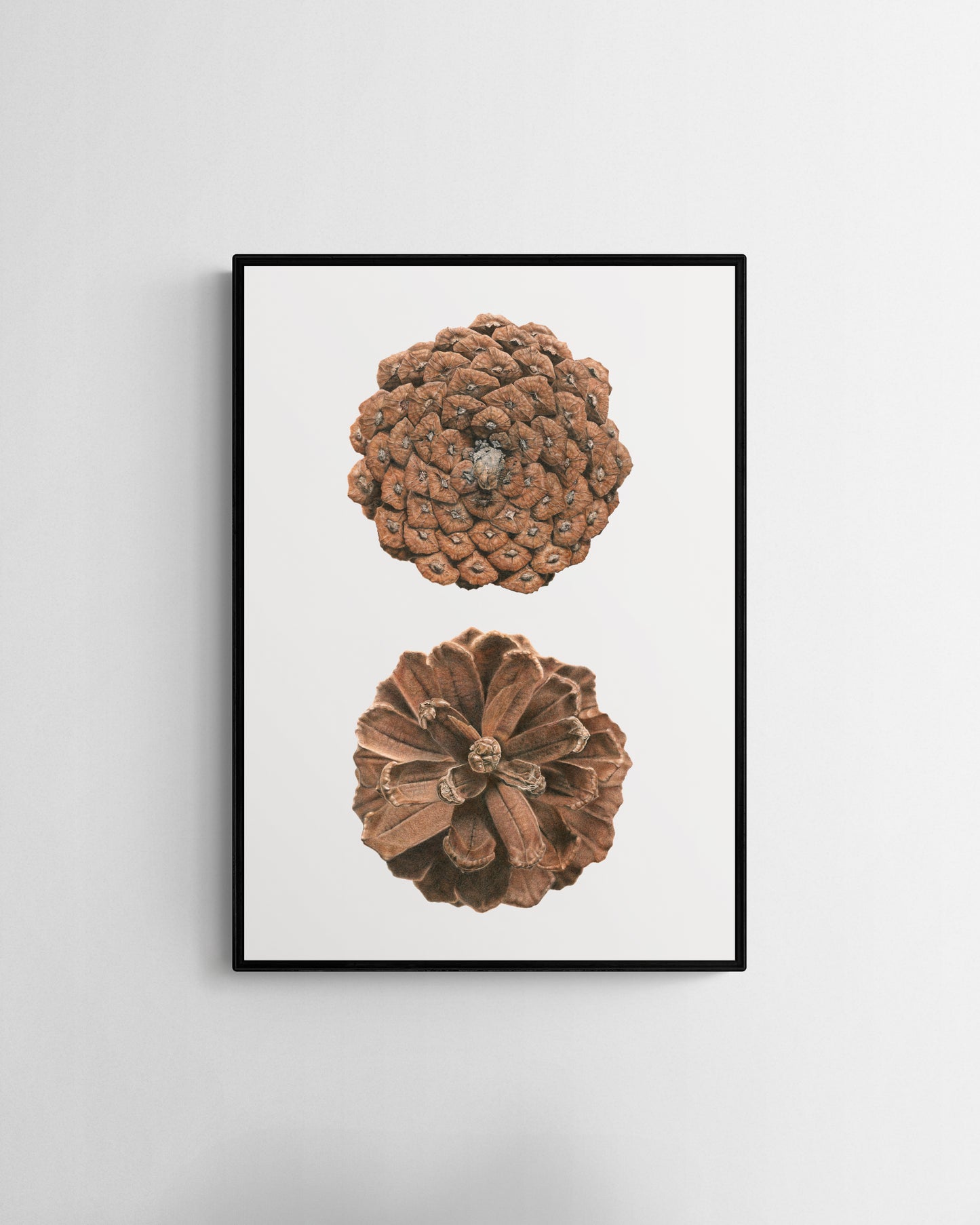 “Pinus Pinaster” Fine Art Print