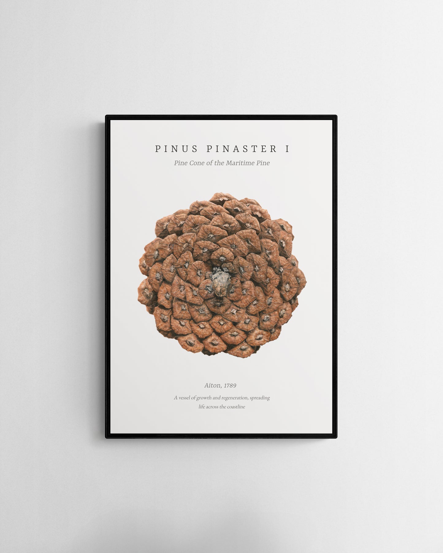 “Pinus Pinaster I” Fine Art Print