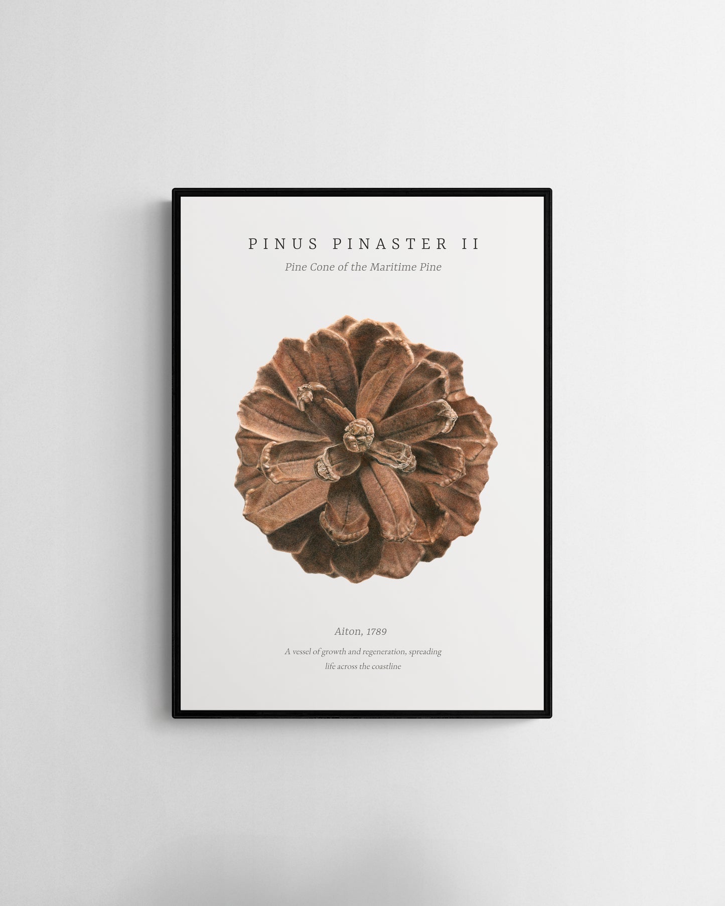 “Pinus Pinaster II” Fine Art Print