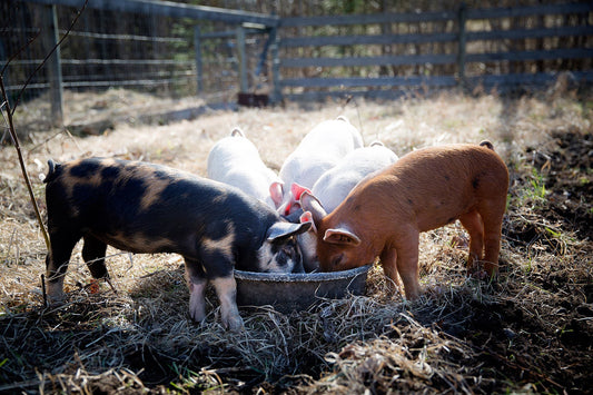 A Part of Every Sale Now Supports Animal Welfare