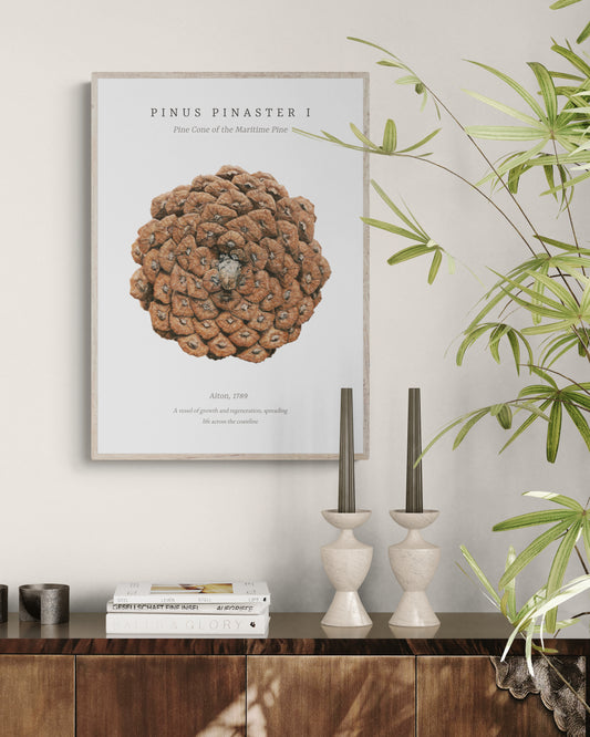 “Pinus Pinaster I” Fine Art Print