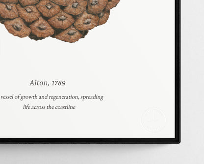 Pinus Pinaster I by Selma Isfeld