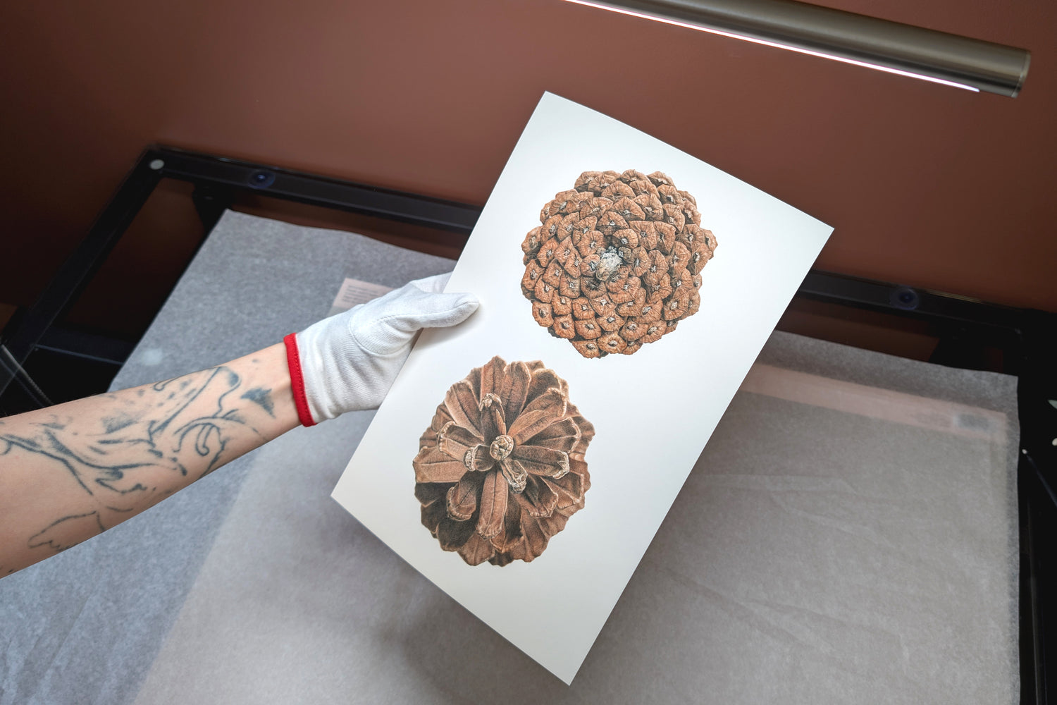 Pinus Pinaster fine art print by Selma Isfeld