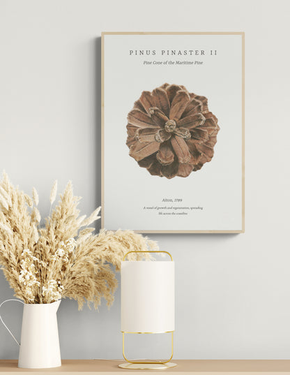 Pinus Pinaster II embossed fine art print by Selma Isfeld