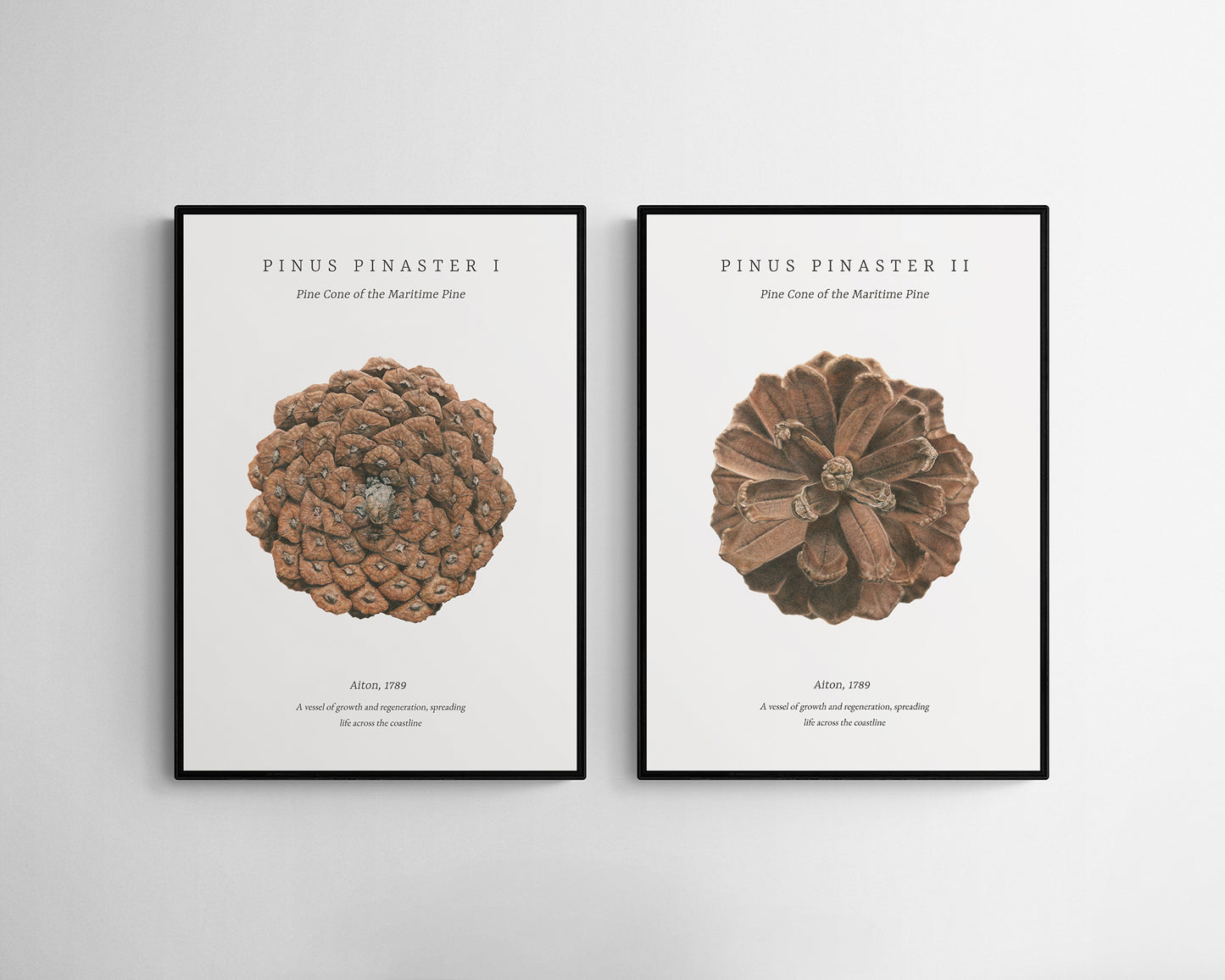 “Pinus Pinaster I & II” Fine Art Print Set