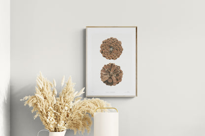 Pinus Pinaster signed limited edition by Selma Isfeld