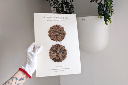 Pinus Pinaster – Giclée-trykk