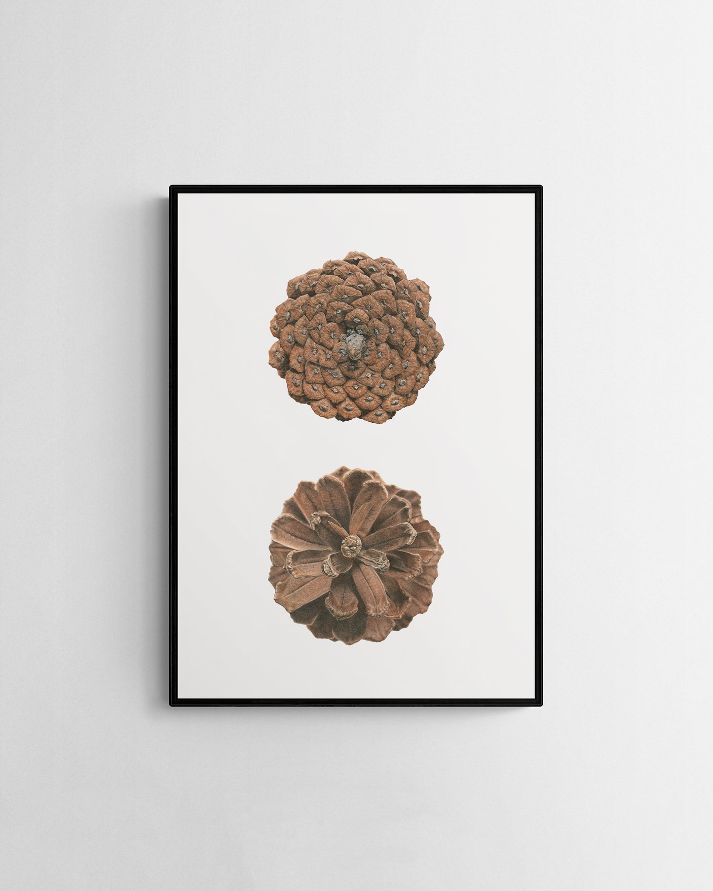 “Pinus Pinaster" Fine Art Print