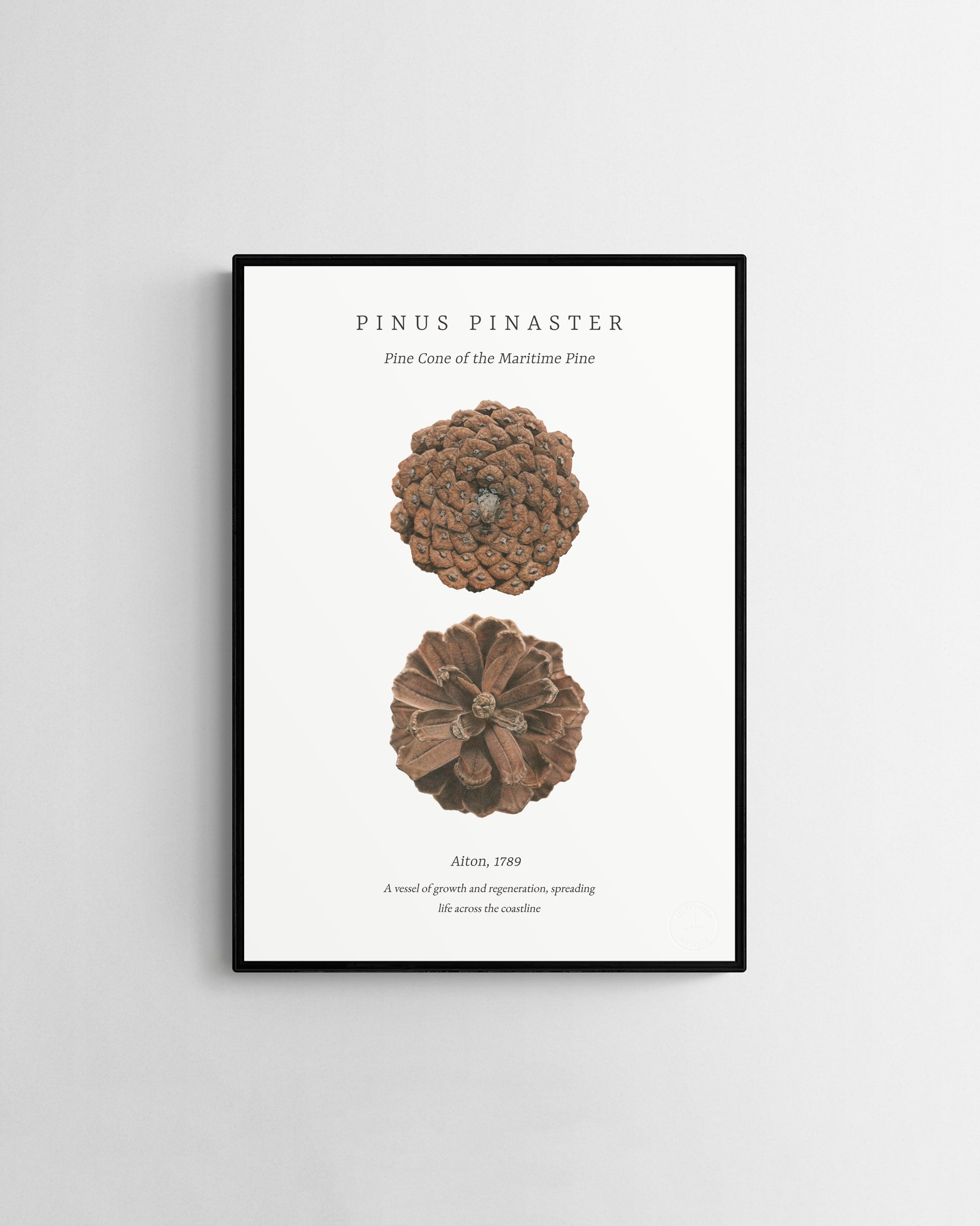 Pinus Pinaster embossed fine art print by Selma Isfeld