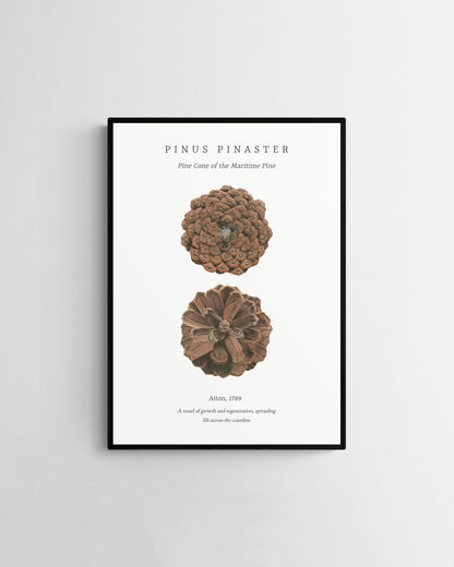 Pinus Pinaster embossed fine art print by Selma Isfeld