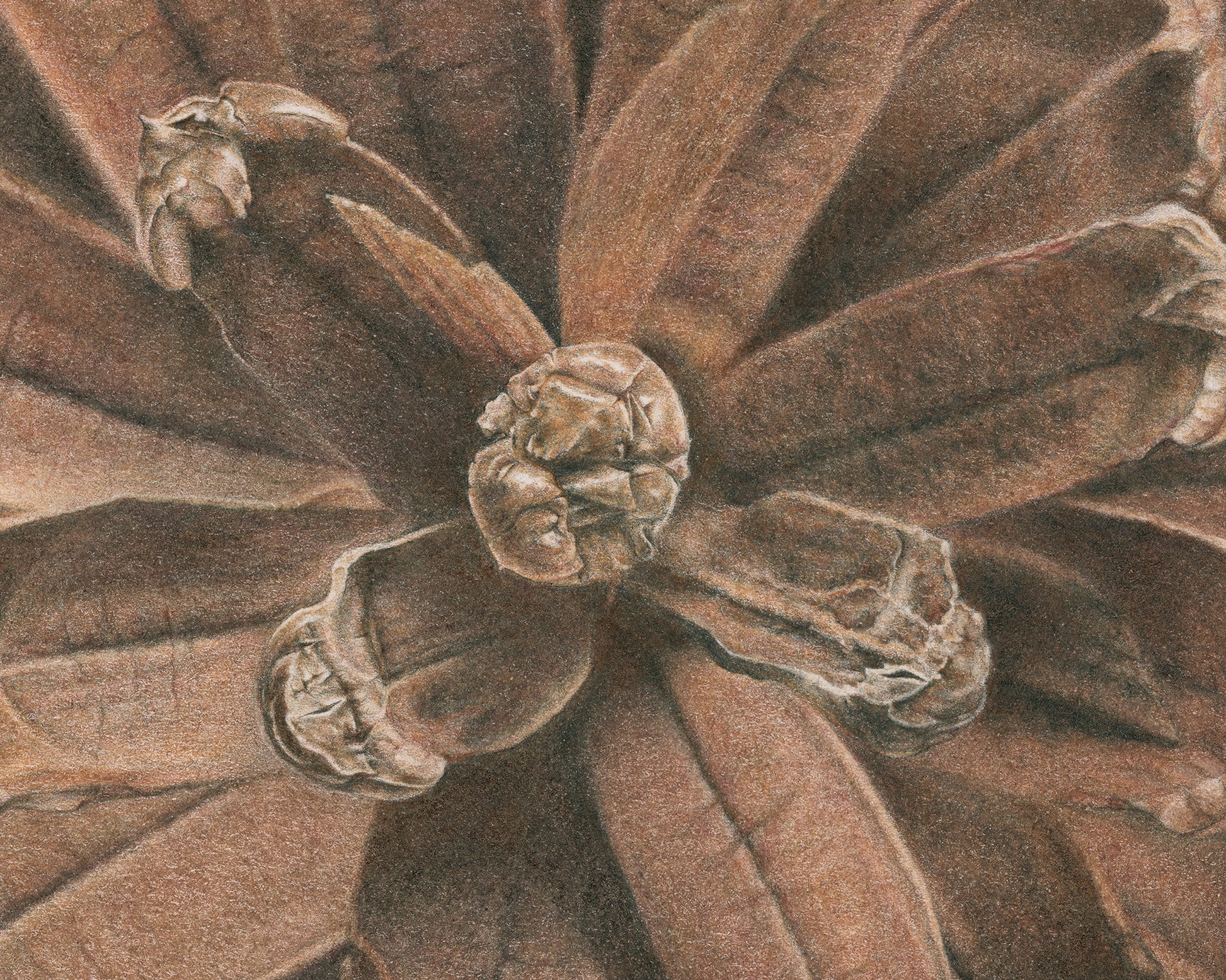 Pinus Pinaster II by Selma Isfeld