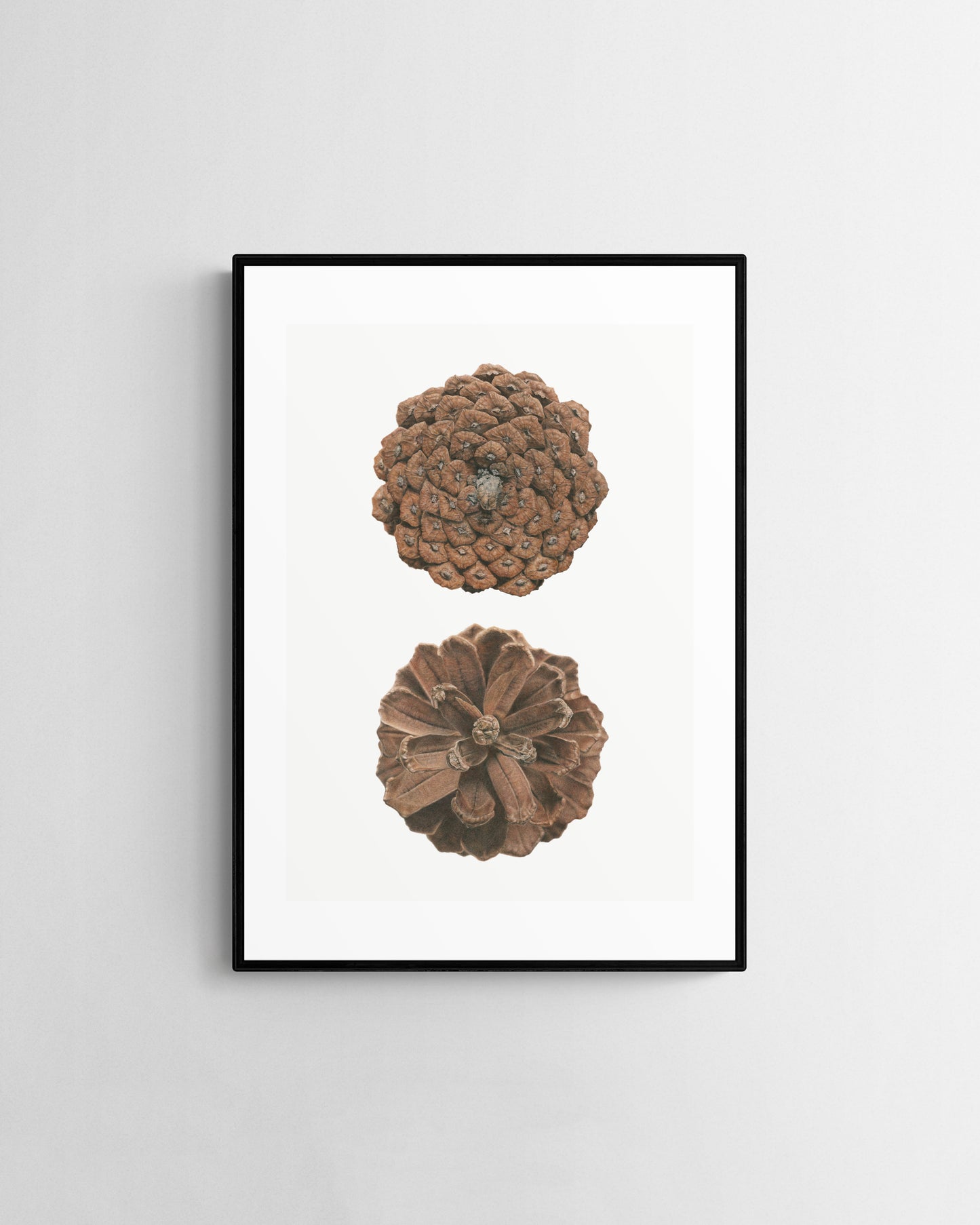 Pinus Pinaster limited edition by Selma Isfeld