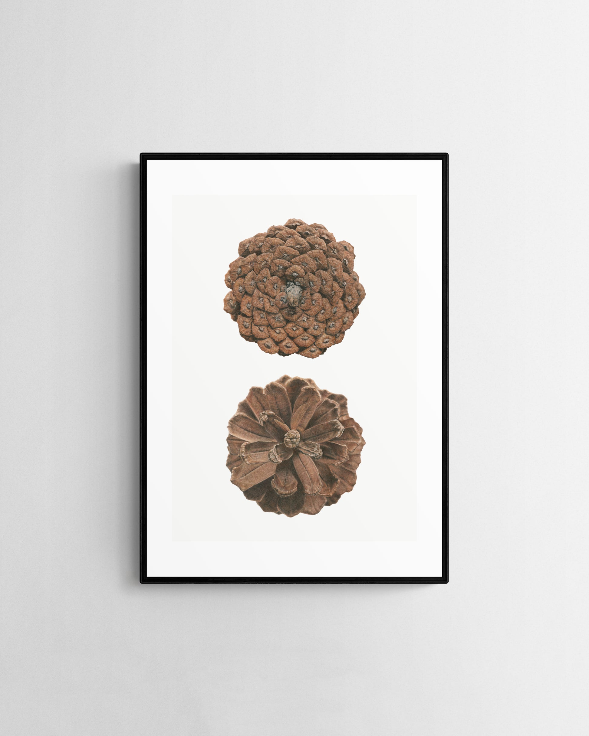 Pinus Pinaster limited edition by Selma Isfeld