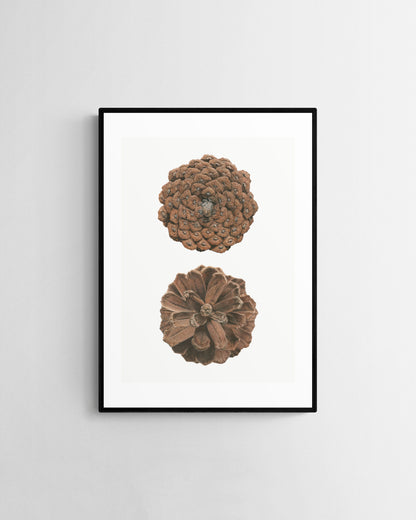 Pinus Pinaster limited edition by Selma Isfeld