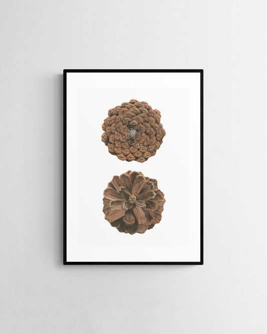 Pinus Pinaster limited edition by Selma Isfeld