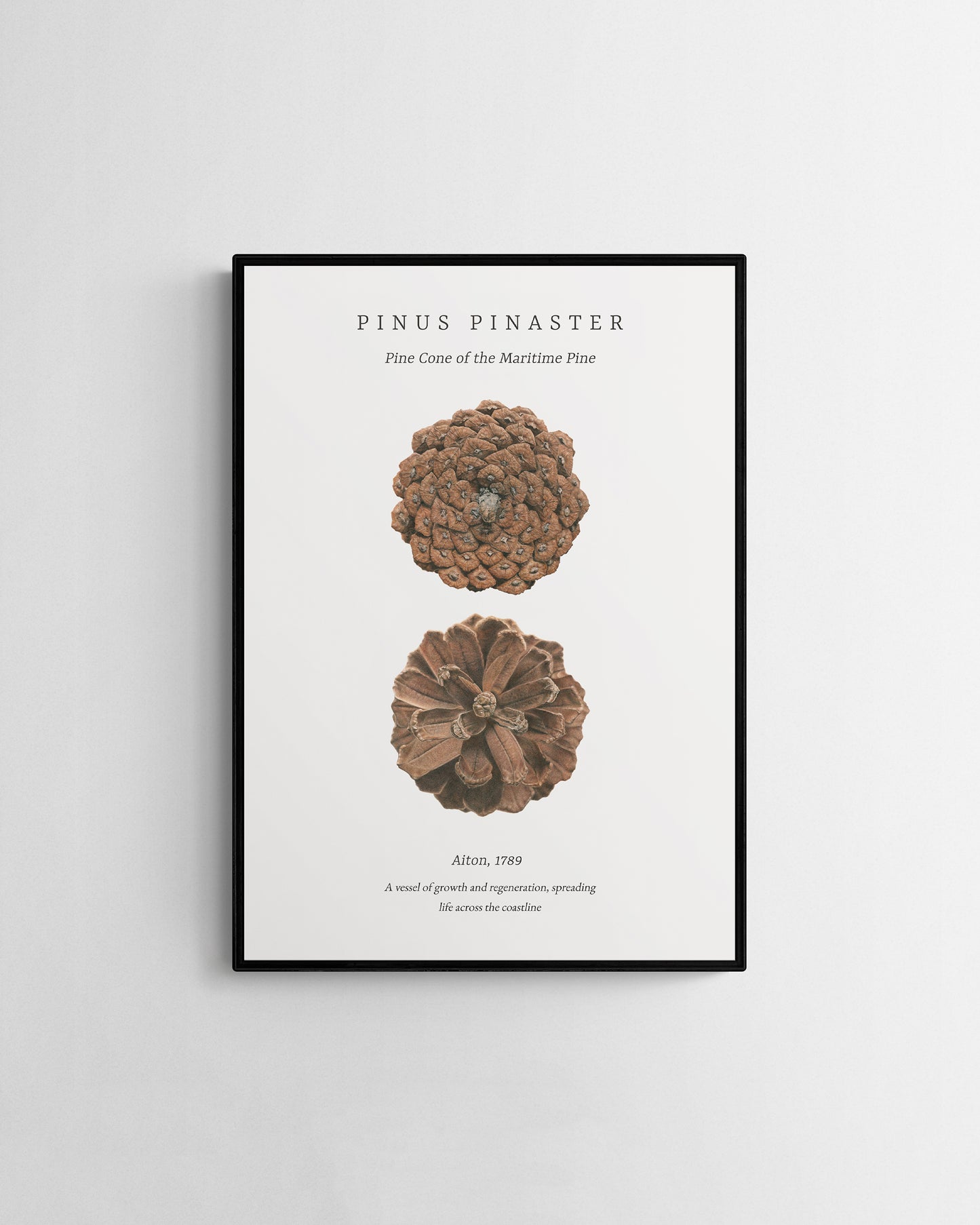 “Pinus Pinaster" Fine Art Print