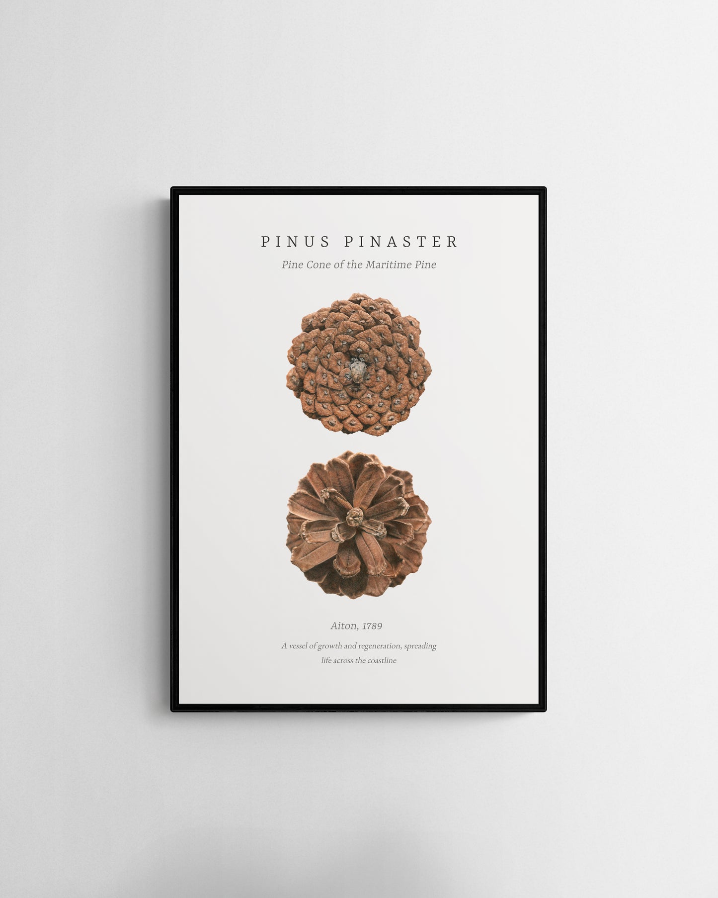 “Pinus Pinaster” Fine Art Print