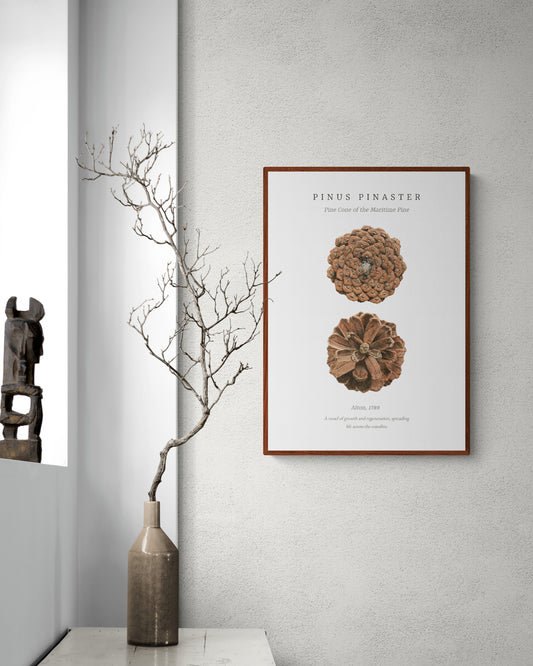 “Pinus Pinaster” Fine Art Print
